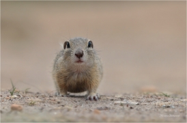 <p>SYSEL OBECNÝ (Spermophilus citellus) --- /European ground squirrel - Europäisches Ziesel/</p>